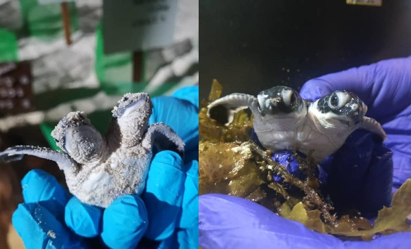 Two-headed turtle discovered in Malaysia